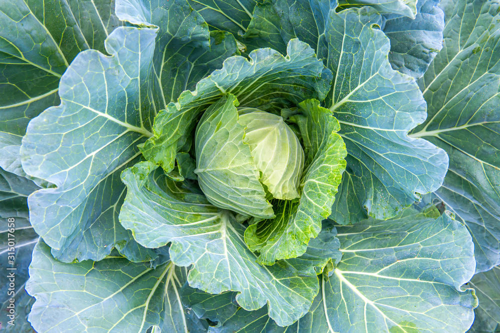 Heart of fresh cabbage in the field of vegetable background Heart of fresh cabbage in the field of vegetable background