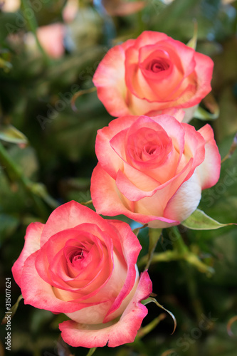 Beautiful red rose flowers blooming in the garden. Red rose flower bloom on a background of blurry red roses in a roses garden.