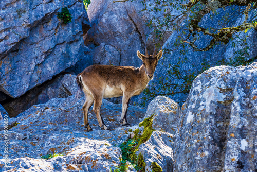 Spanish Ibex, Capra pyrenaica in Torcal de Antequera National Park, Spain