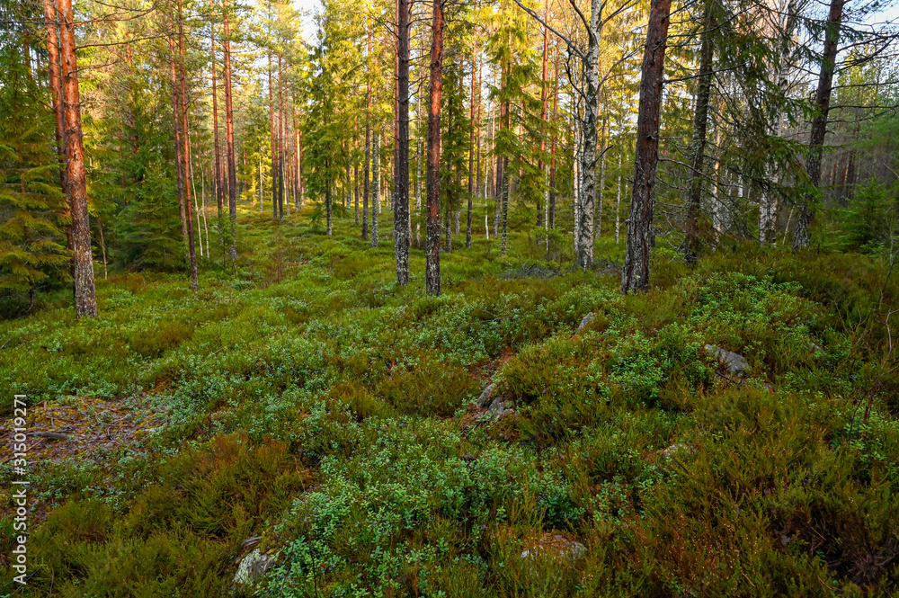 green open forest in Varmland Sweden january 2020 green open forest in Varmland Sweden january 2020