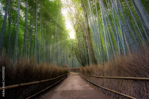 Kyoto Japan Tourist Spot Arashiyama Bamboo Forest Groove, a zen location in the middle of the city