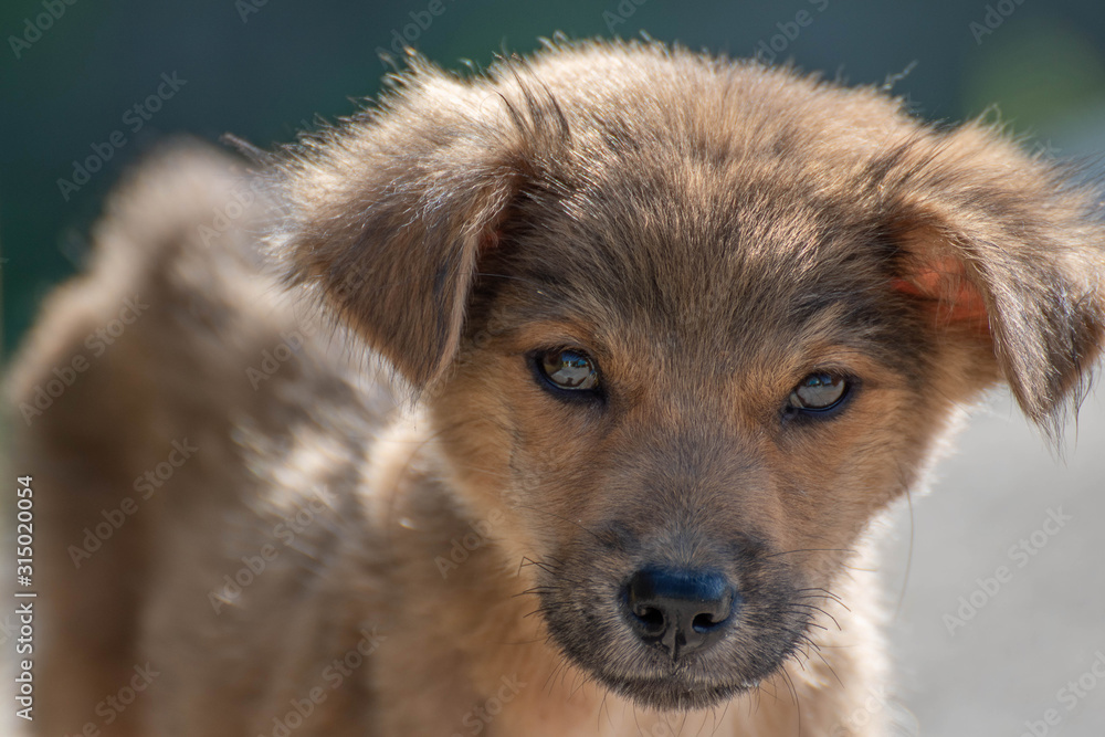 Dog sales face cam