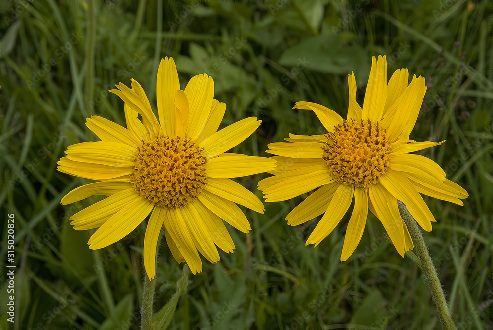 Close view of yellow Arnica(Arnica Montana) herb blossom.Shallow depth of field Close view of yellow Arnica(Arnica Montana) herb blossom.Shallow depth of field