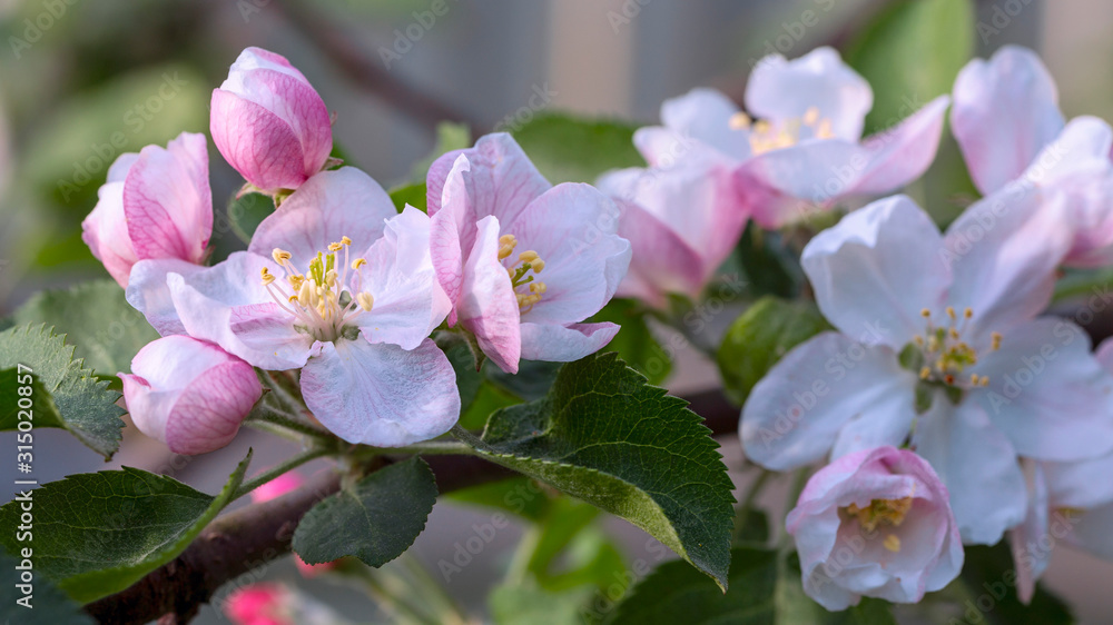 white flowers apple on a branch in a spring garden closeup white flowers apple on a branch in a spring garden closeup