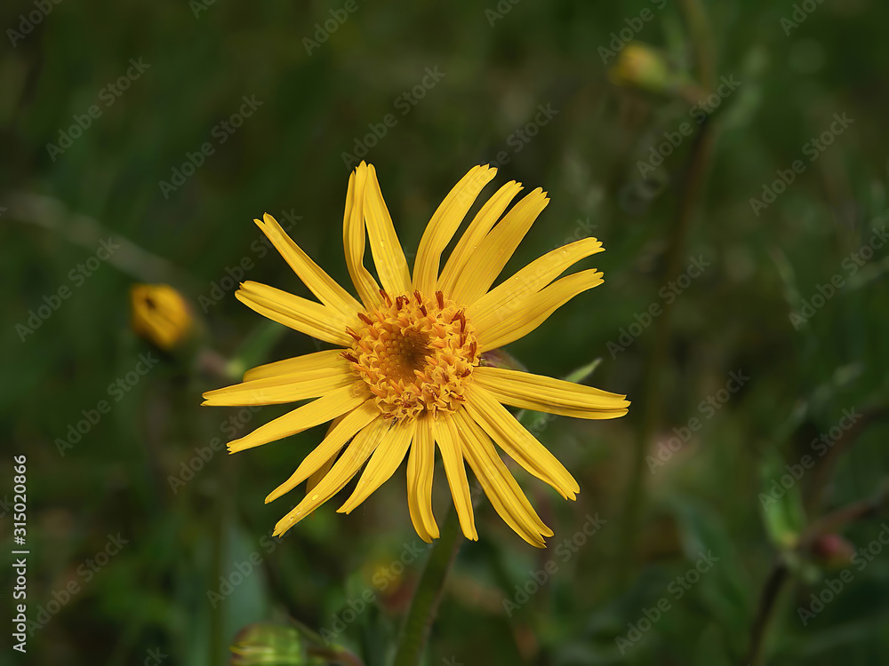 Close view of yellow Arnica(Arnica Montana) herb blossom.Shallow depth of field Close view of yellow Arnica(Arnica Montana) herb blossom.Shallow depth of field