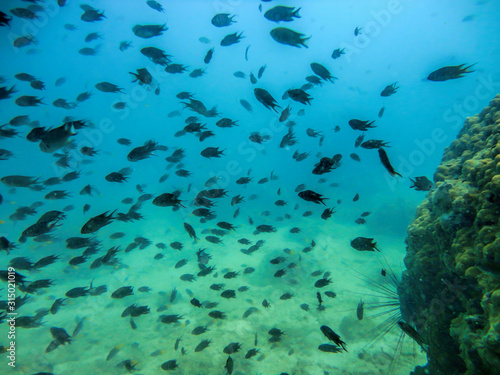 A flock of small fish underwater in Thailand