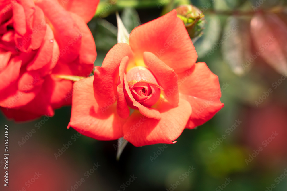 Close up Rose flowers blooming for nature background. Close up Rose flowers blooming for nature background.