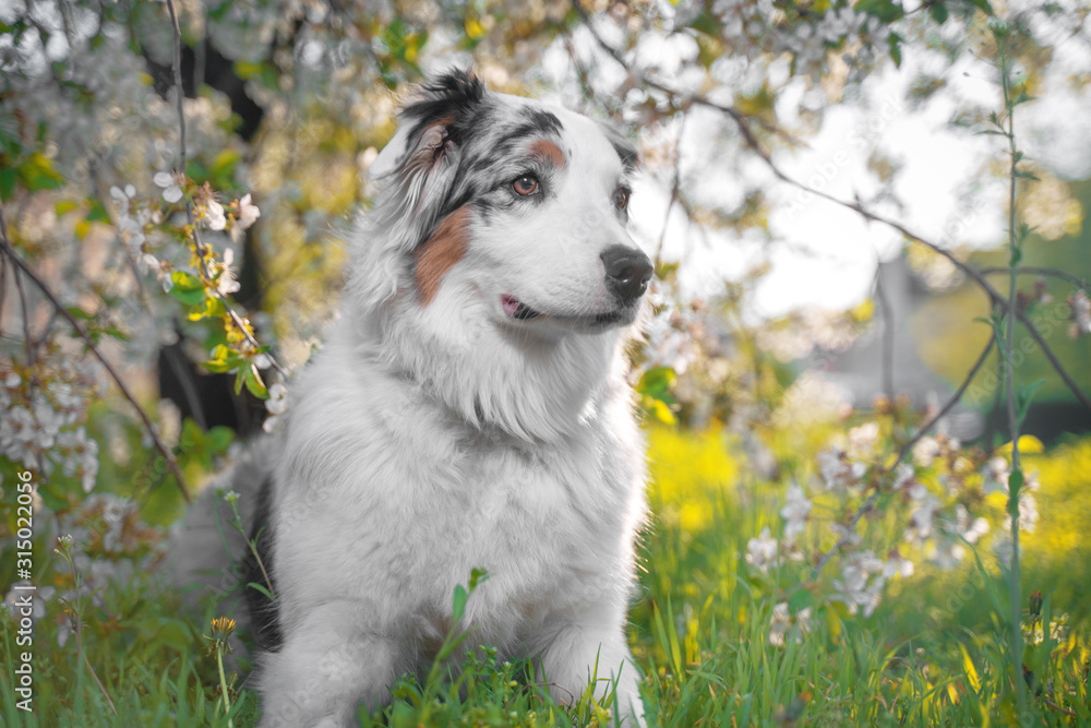 amazing cute spring portrait of happy and healthy Aussie Australian shepherd dog in the flowering plantation in spring