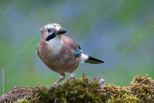 Portrait of a jay perched and looking alert to the right. Set against a plain natural background