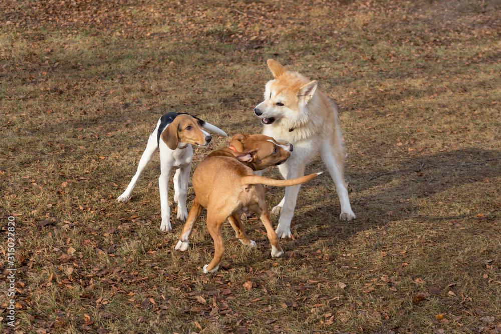 Amstaff puppy, akita inu puppy and estonian hound puppy are playing in the autumn park. Pet animals. Amstaff puppy, akita inu puppy and estonian hound puppy are playing in the autumn park. Pet animals.