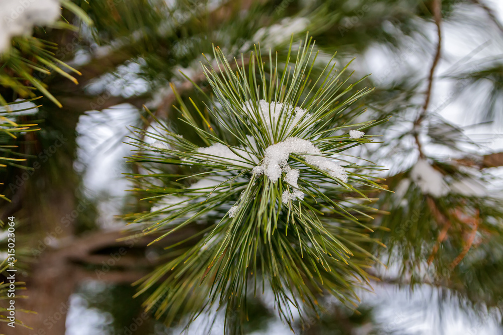 Winter cedar branch. Evergreen tree Winter cedar branch. Evergreen tree