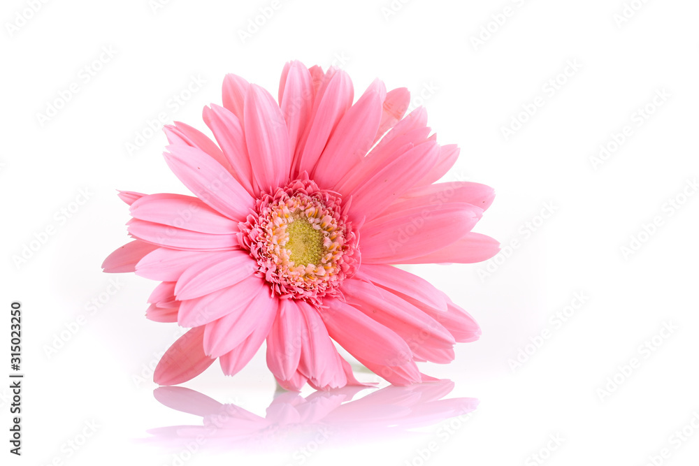 pink gerbera blooming in springtime, beautiful single flower isolated on white background pink gerbera blooming in springtime, beautiful single flower isolated on white background