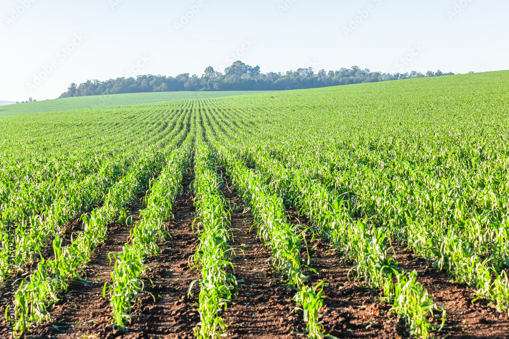 Farmland Young Maize Corn Crops Summer Agricultural Landscape Farmland Young Maize Corn Crops Summer Agricultural Landscape