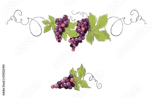 Vine, decorative element. Purple grapes, Vector illustration in watercolor style.