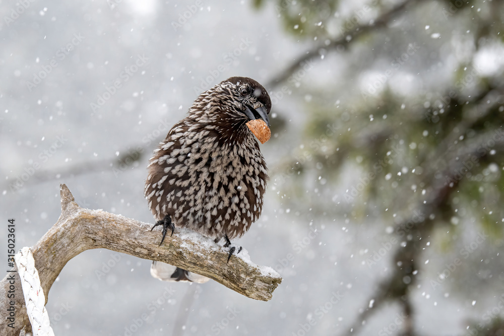 Obraz premium Close-up portrait of beautiful Spotted Nutcracker (Nucifraga caryocatactes)