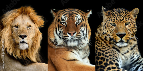 Photography Three big wild cats (leopard, tiger, lion)