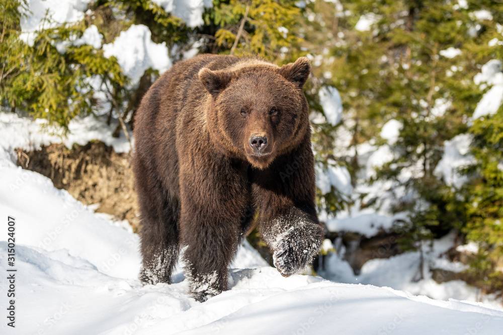 Fototapeta premium Wild brown bear in winter forest