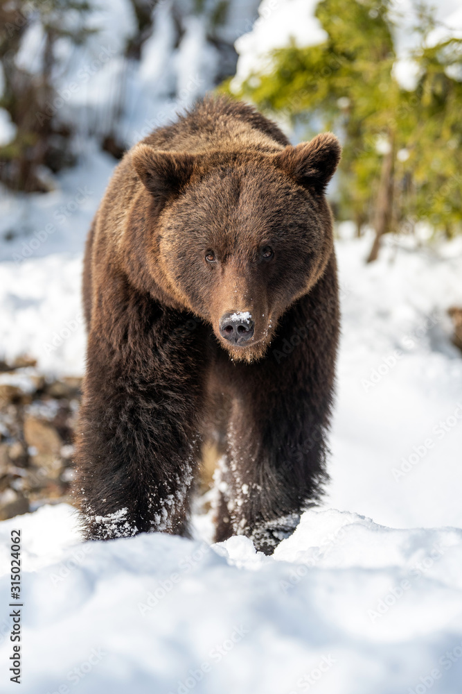 Wild brown bear in winter forest Wild brown bear in winter forest