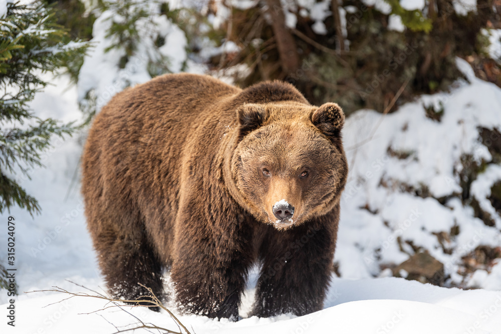 Wild brown bear in winter forest Wild brown bear in winter forest
