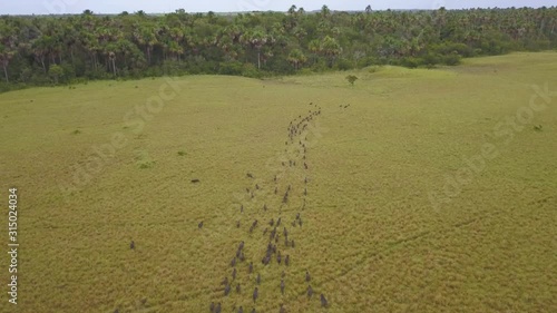 Peccary Group running across the plain in Vichada Colombia, Aerial drone video. photo
