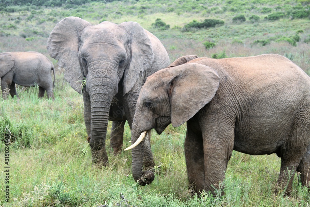 Fototapeta premium mother and baby elephant