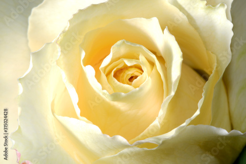 Close up white rose for card or background