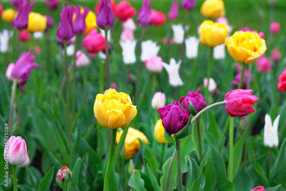 Tulips blooming with colorful petals, closeup. Spring background of nature for Womens Day. Blooming bright flowers, romance landscape.