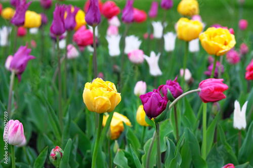 Tulips blooming with colorful petals  closeup. Spring background of nature for Womens Day. Blooming bright flowers  romance landscape.