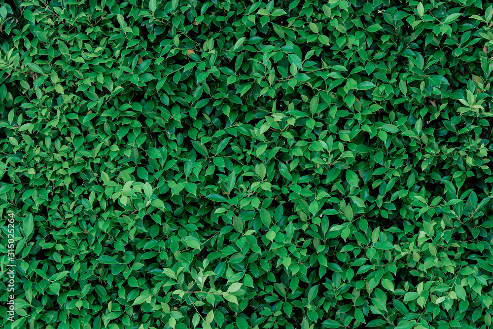 Green leaves background or the naturally walls texture Ideal for use in the design Green leaves background or the naturally walls texture Ideal for use in the design
