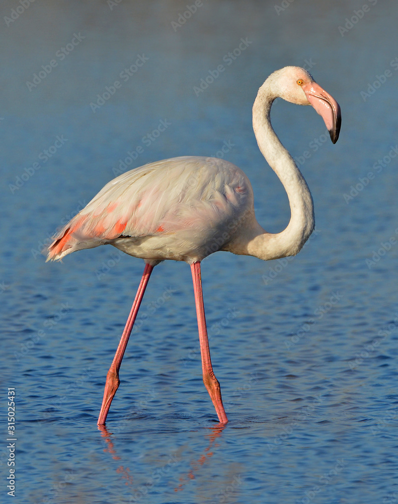 Obraz premium różowy flaming chodzenie po jeziorze