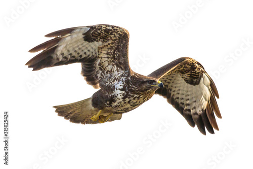Common Buzzard