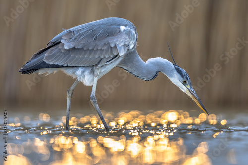 Photographie Grey heron hunting stationary in lake