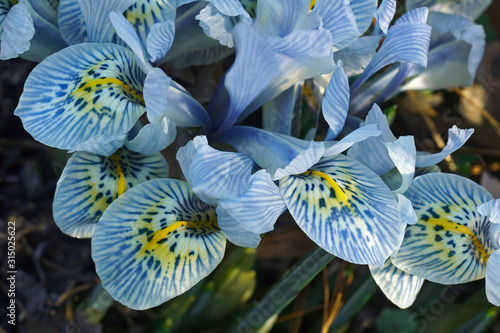 Harmony Dwarf Iris (Iris reticulata ‘Harmony’). Hybrid between Iris reticulata and Iris histrioides. Image of flowers isolated on white background. photo