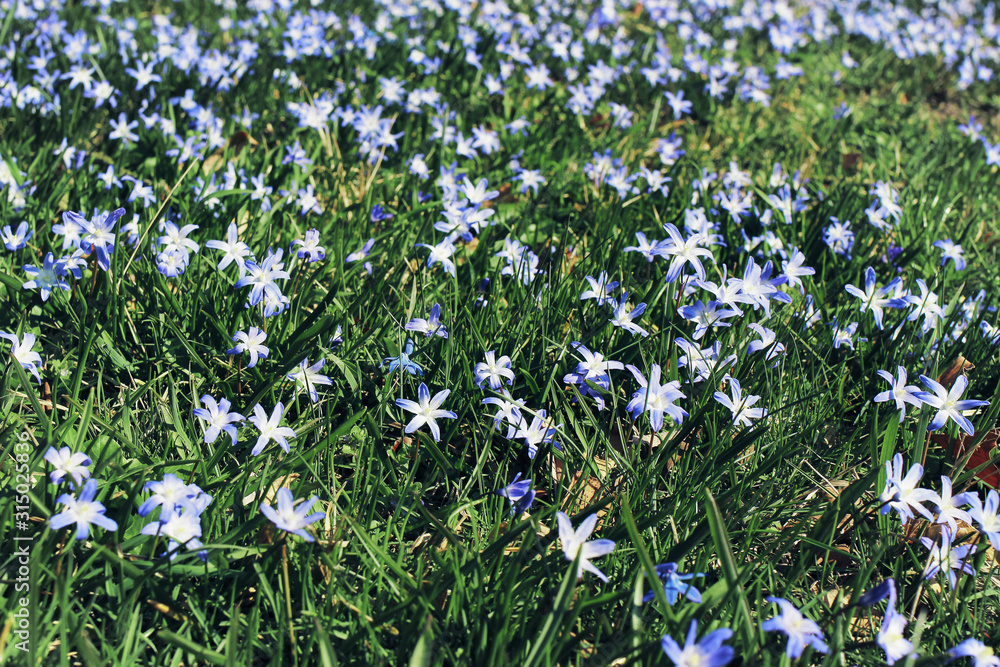 Fototapeta premium Closeup of blooming blue scilla luciliae flowers in sunny day. First spring bulbous plants. Floral meadow ground cover, carpet. Chionodoxa blossoms among green leaves and grass. Selective focus.