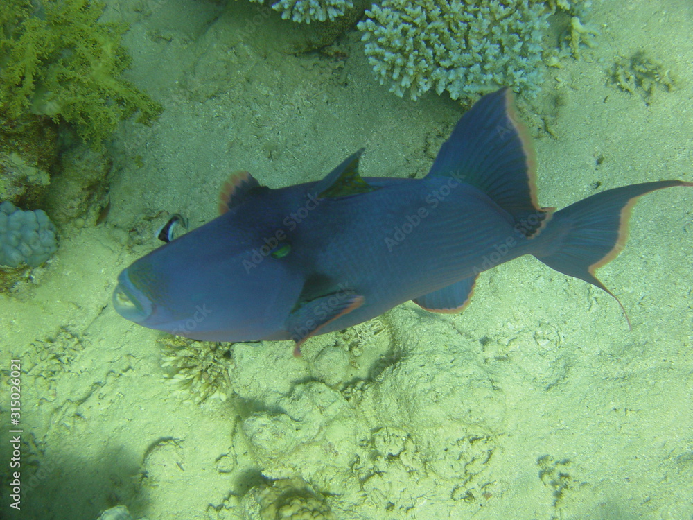 Obraz premium The underwater world of the red sea