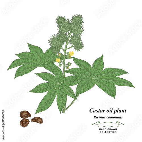 Castor oil plant. Leaves and beans of green Ricinus communis hand drawn. Medical herbs collection. Vector illustration botanical.