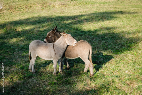 Deux ânes dans un pré © Franck Chapolard