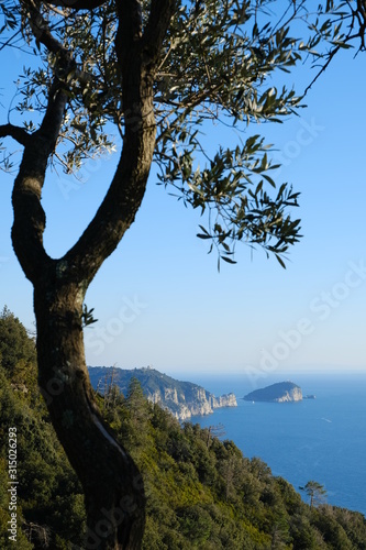Oak tree on the Cinque Terre mountains in Liguria. Background with Palmaria island.