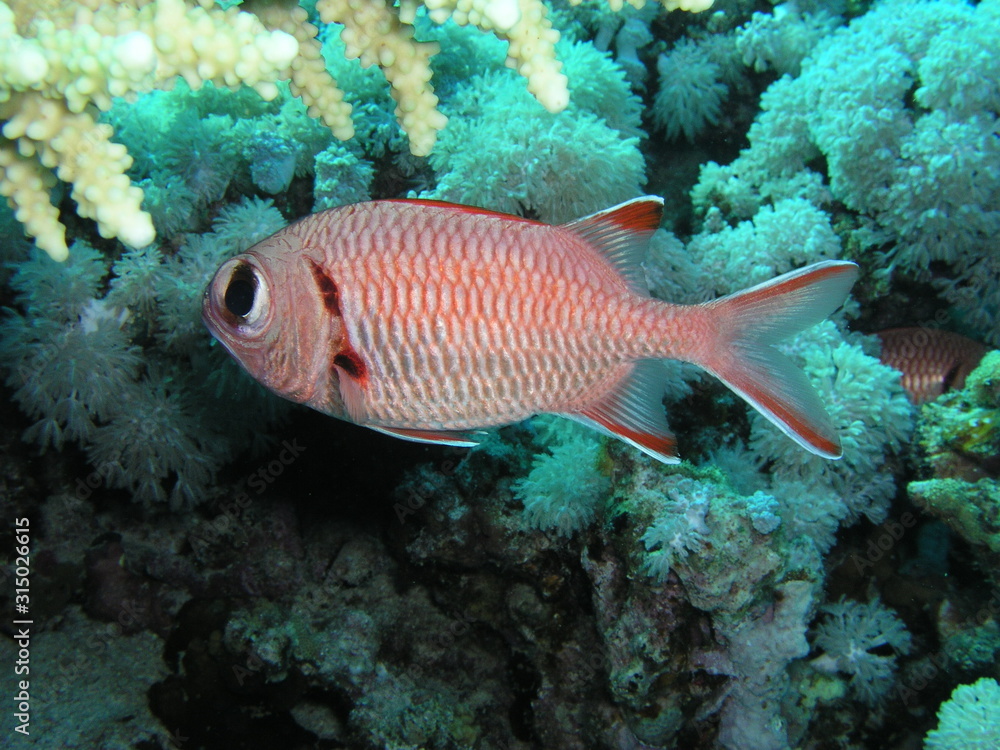 The underwater world of the red sea