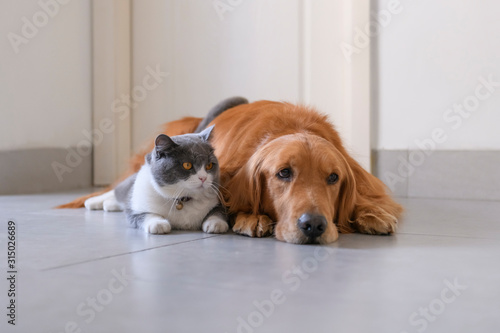 British shorthair and golden retriever