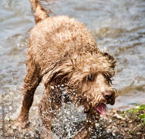 Wet Wet Wet ... Dog