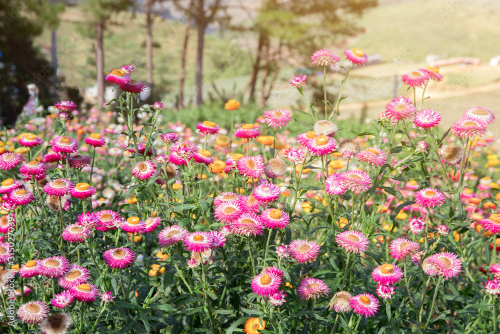 Flower field,Beautiful of flowers in the gardening of background,Garden flowers spring season warm tone