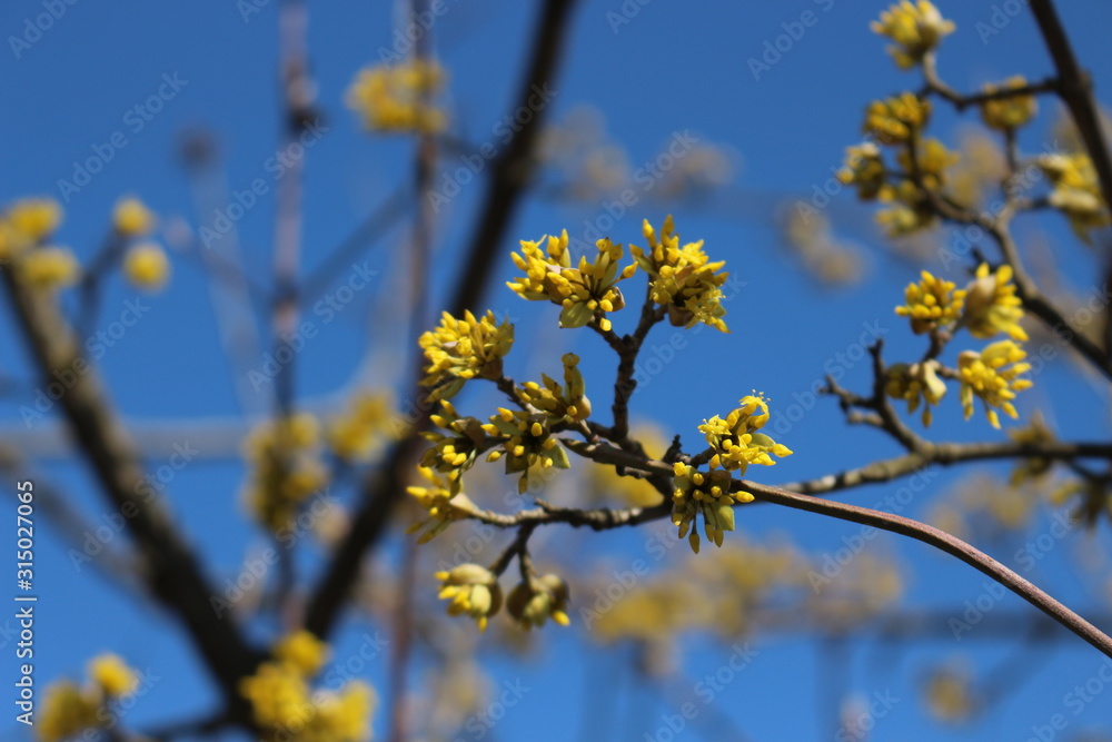 The tree bloomed in bright yellow flowers in spring The tree bloomed in bright yellow flowers in spring