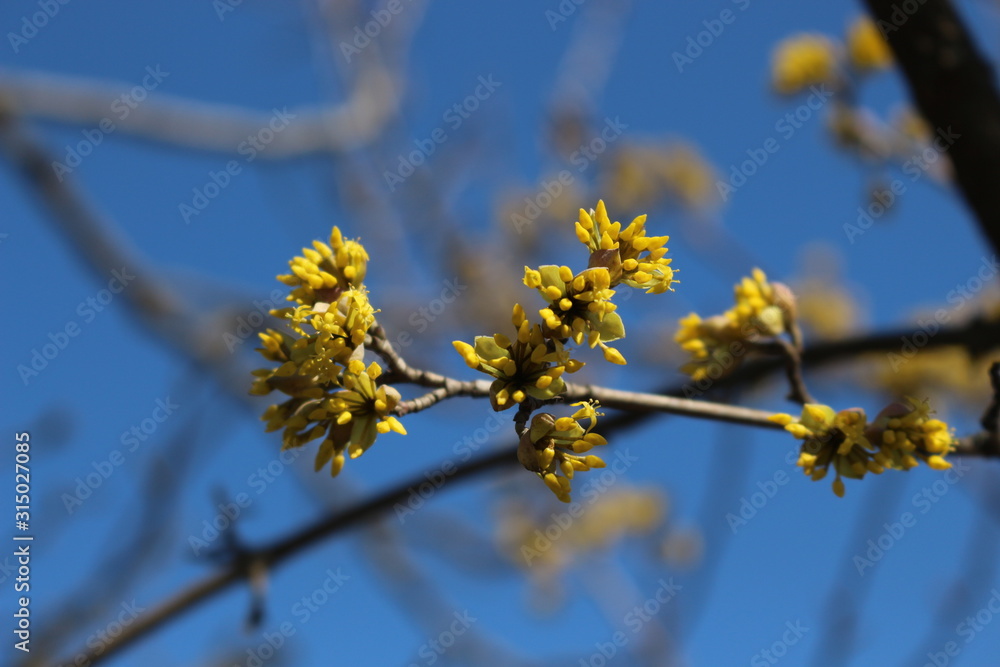 The tree bloomed in bright yellow flowers in spring