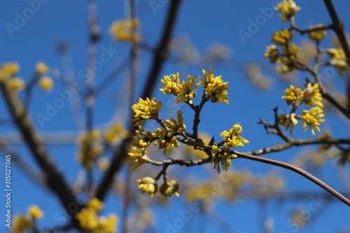 The tree bloomed in bright yellow flowers in spring