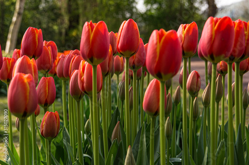 Tulpen