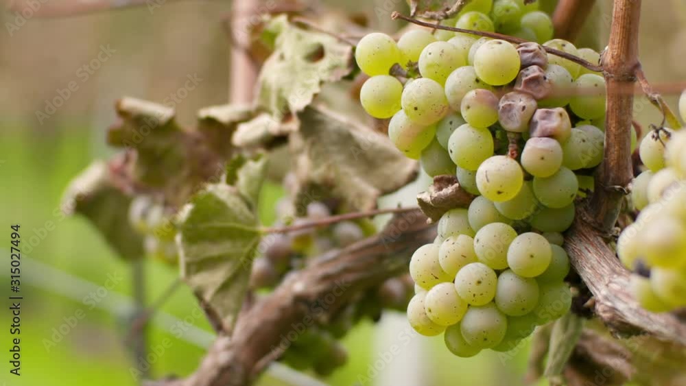 Bunch of Grapes on Vineyard at Vine Production Farm Bunch of Grapes on Vineyard at Vine Production Farm
