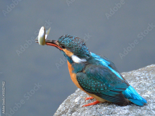 カワセミが小魚をくちばしに咥えています A Kingfisher Is Holding A Small Fish In His Beak Stock Photo Adobe Stock