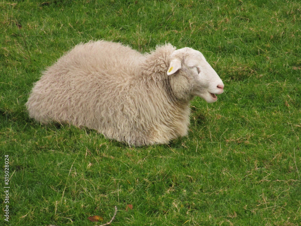 Obraz premium OVEJA BLANCA BALANDO, TUMBADA SOBRE UN PRADO DE PASTO VERDE.