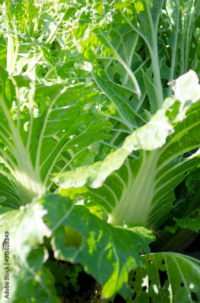 Obraz premium 白菜